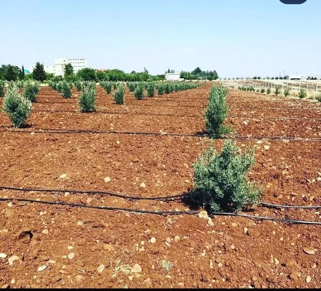 Damla sulamalı fidan bahçesi